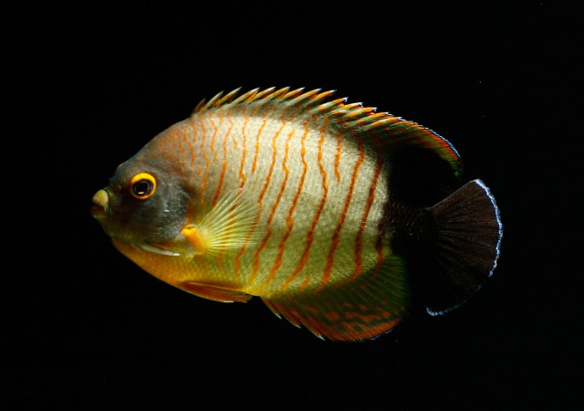 Blacktail angelfish (Centropyge eibli)