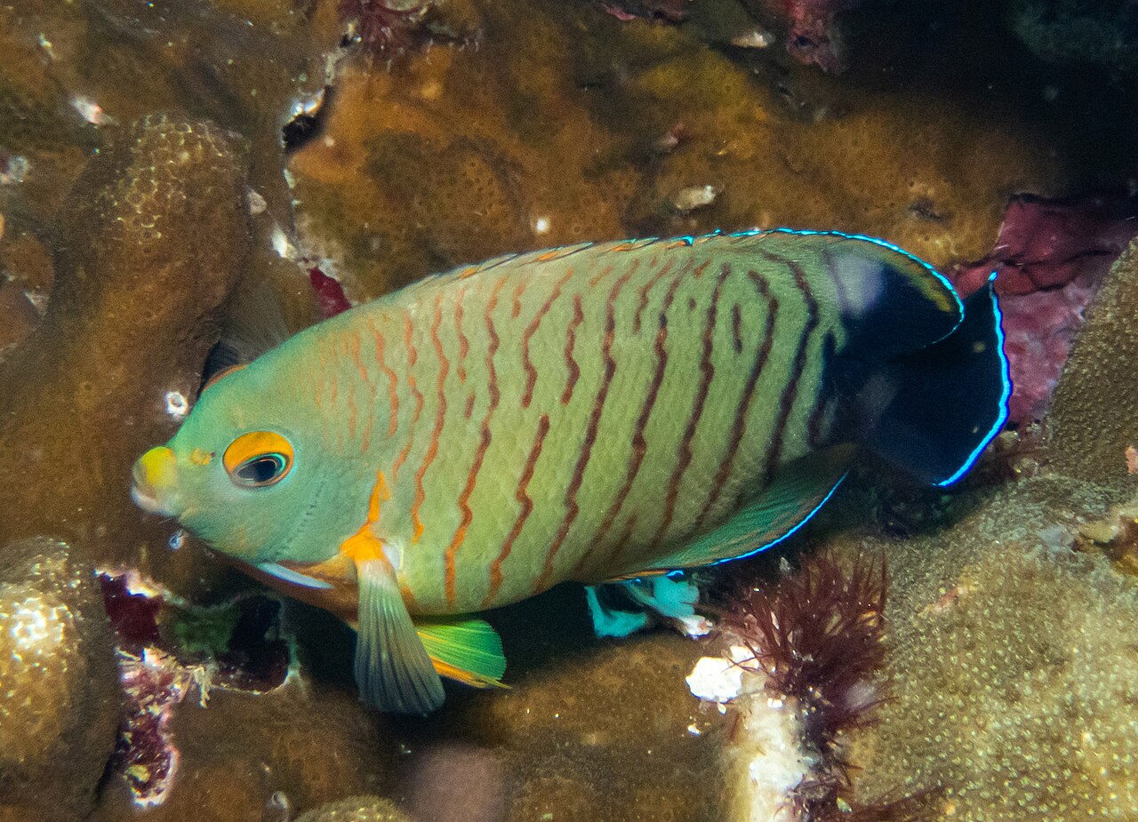 Blacktail angelfish (Centropyge eibli)