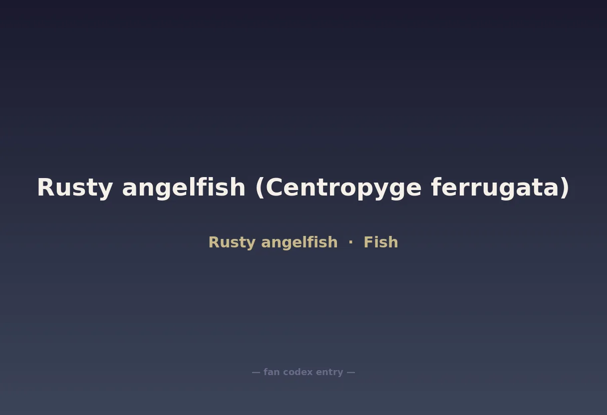 Rusty angelfish (Centropyge ferrugata)
