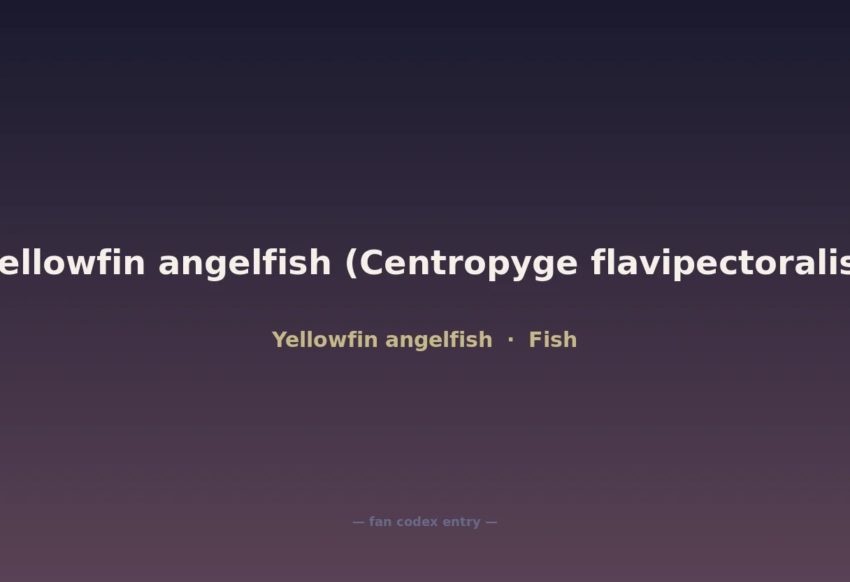 Yellowfin angelfish (Centropyge flavipectoralis)