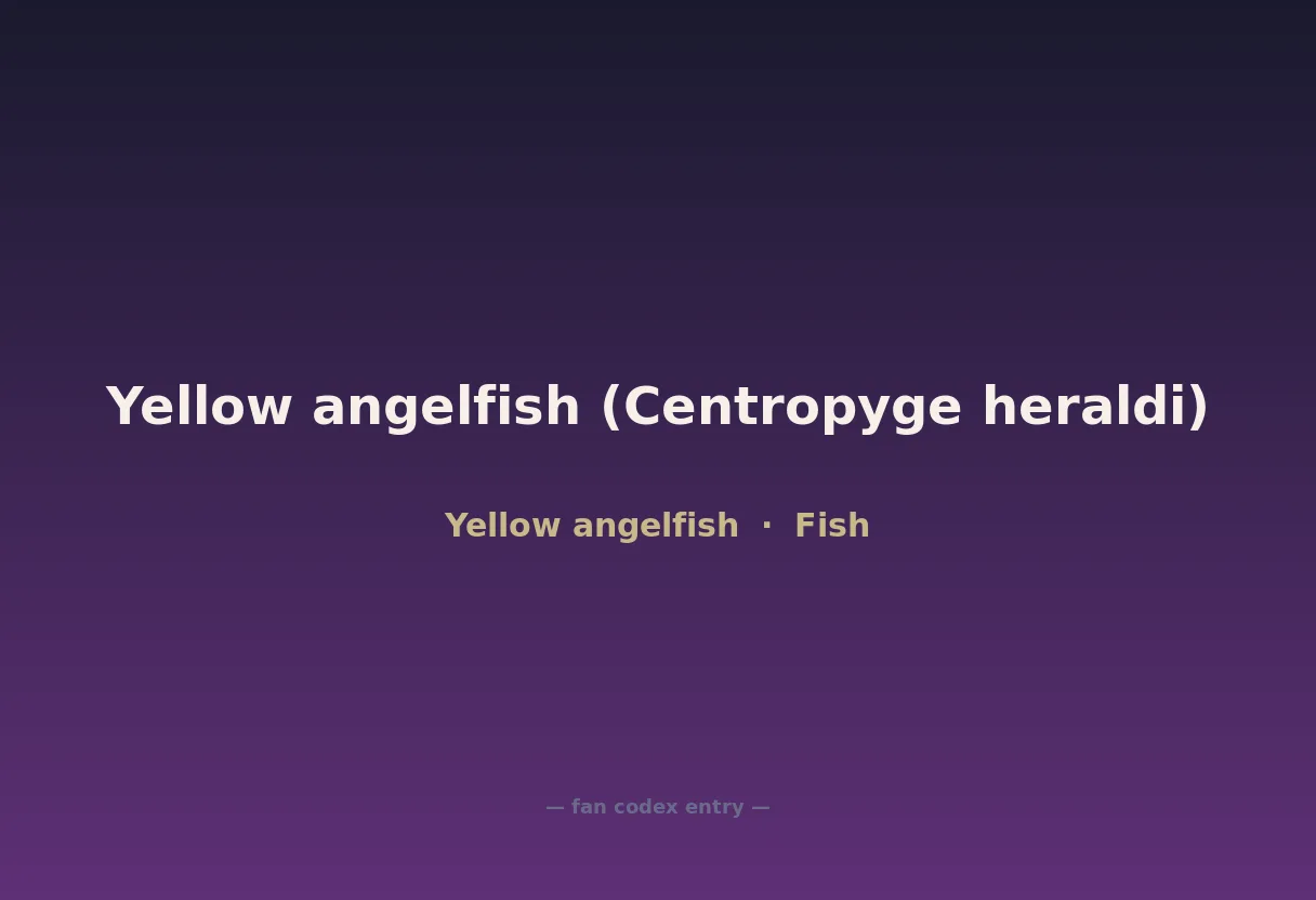 Yellow angelfish (Centropyge heraldi)