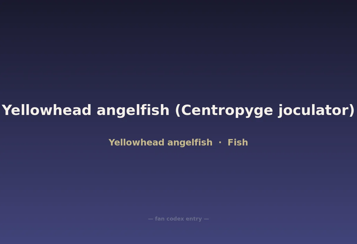 Yellowhead angelfish (Centropyge joculator)