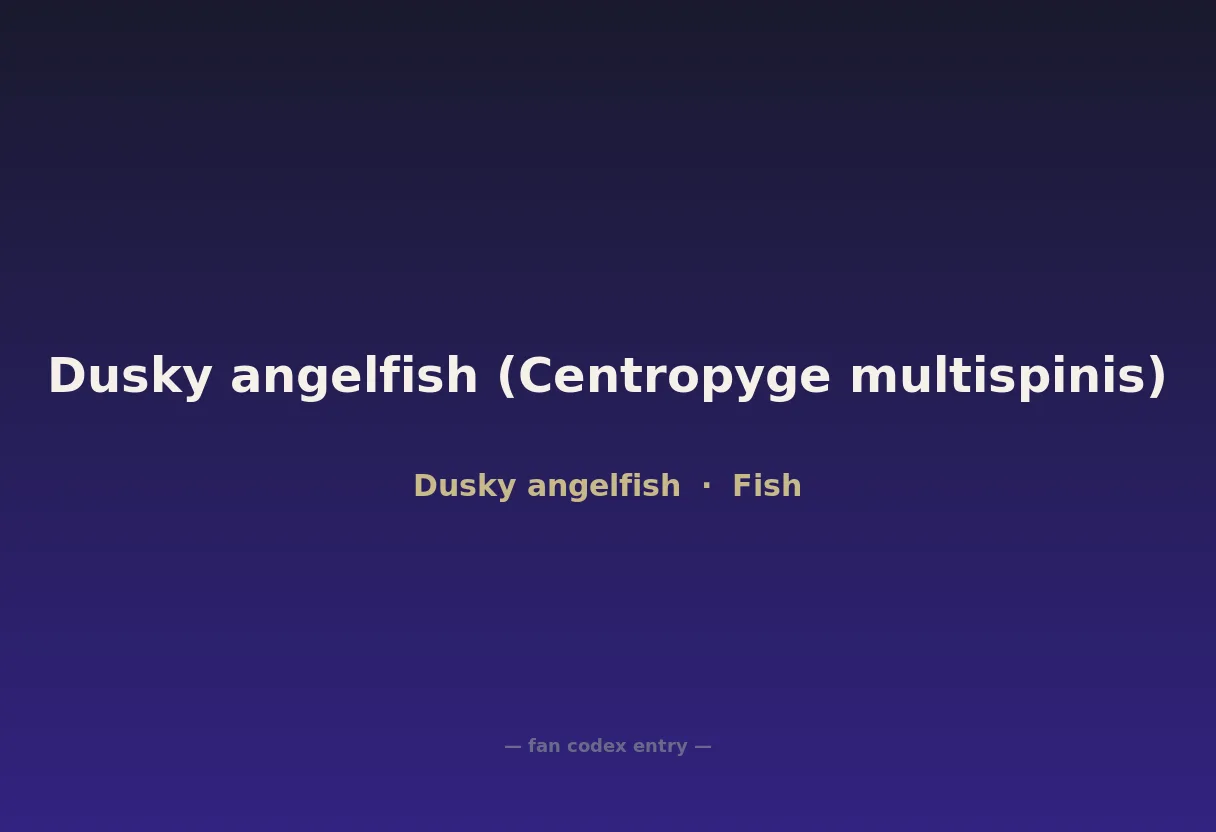 Dusky angelfish (Centropyge multispinis)