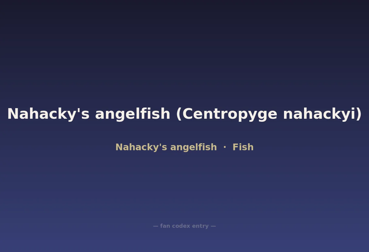 Nahacky's angelfish (Centropyge nahackyi)