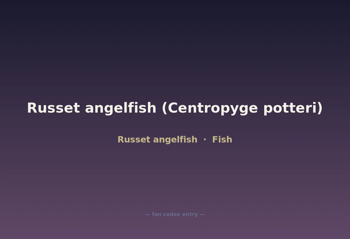 Russet angelfish (Centropyge potteri)