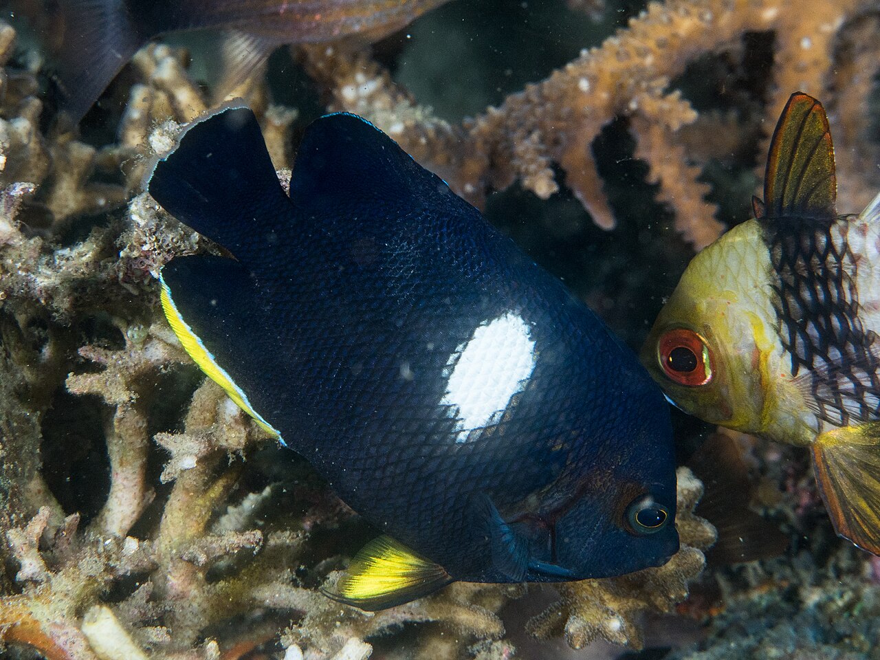 Keyhole angelfish (Centropyge tibicen)
