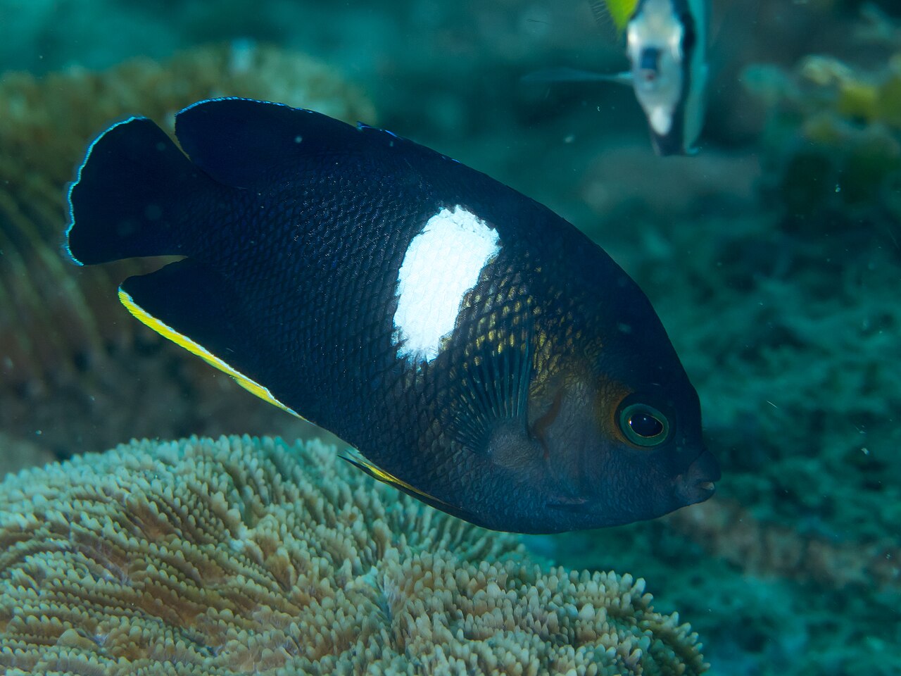 Keyhole angelfish (Centropyge tibicen)
