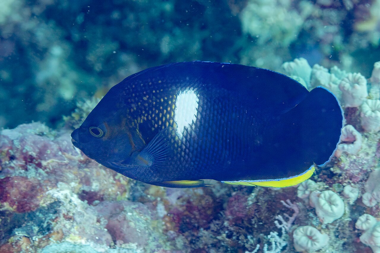 Keyhole angelfish (Centropyge tibicen)