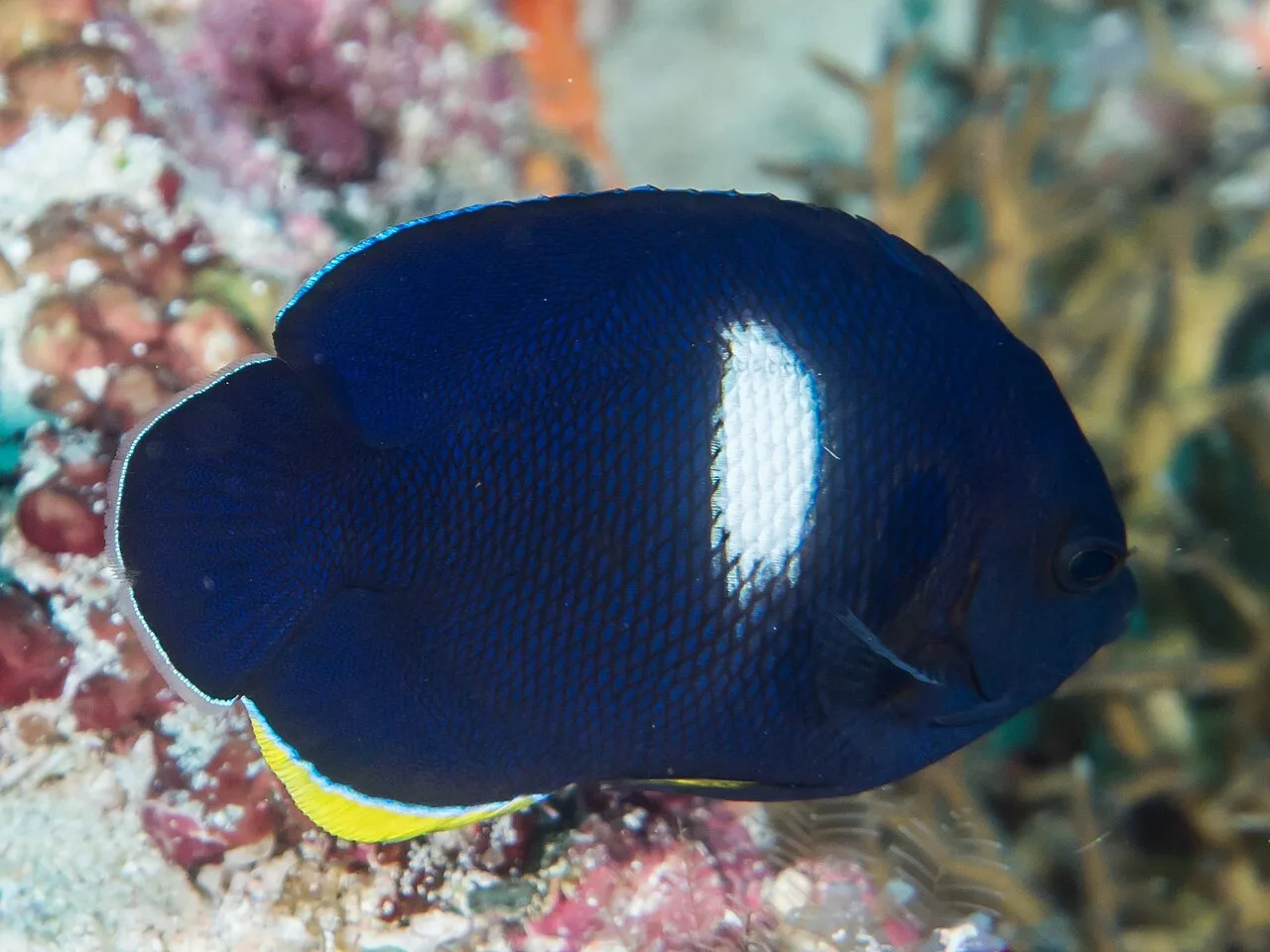 Keyhole angelfish (Centropyge tibicen)