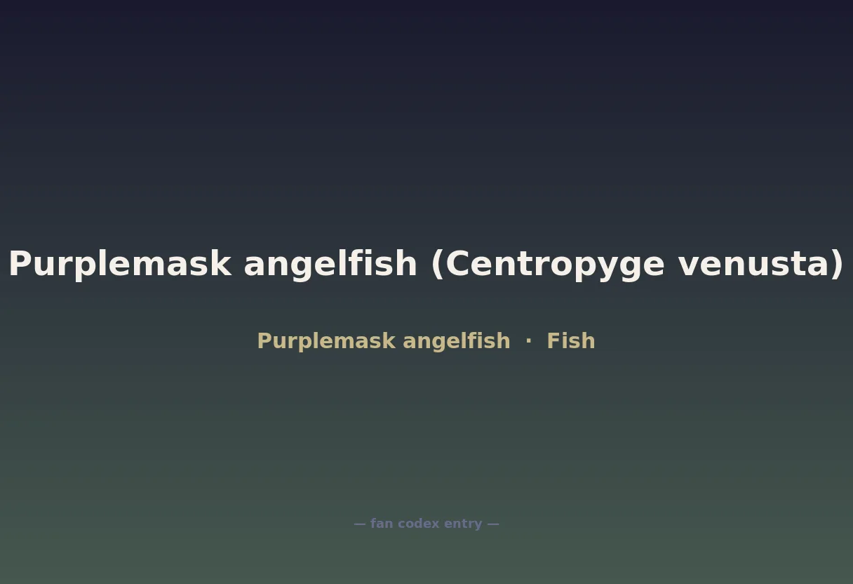 Purplemask angelfish (Centropyge venusta)