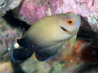 Pearlscale angelfish (Centropyge vrolikii)