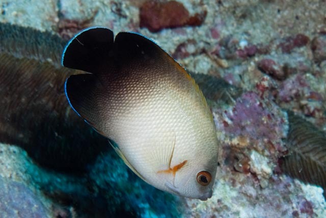 Pearlscale angelfish (Centropyge vrolikii)
