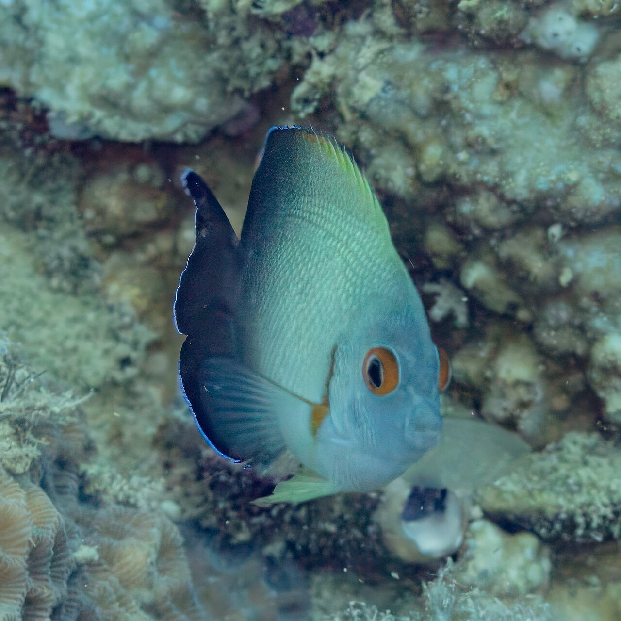 Pearlscale angelfish (Centropyge vrolikii)