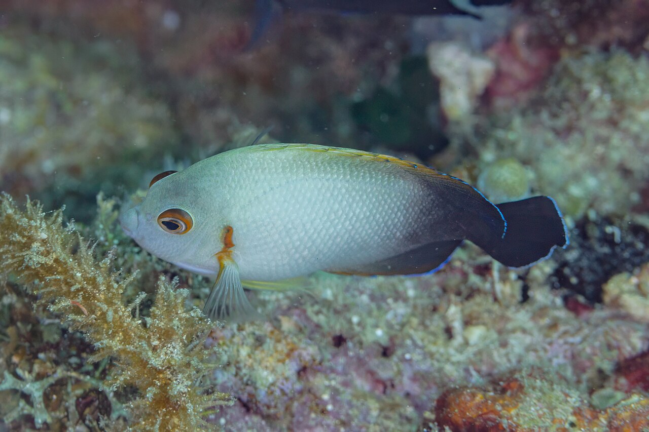 Pearlscale angelfish (Centropyge vrolikii)