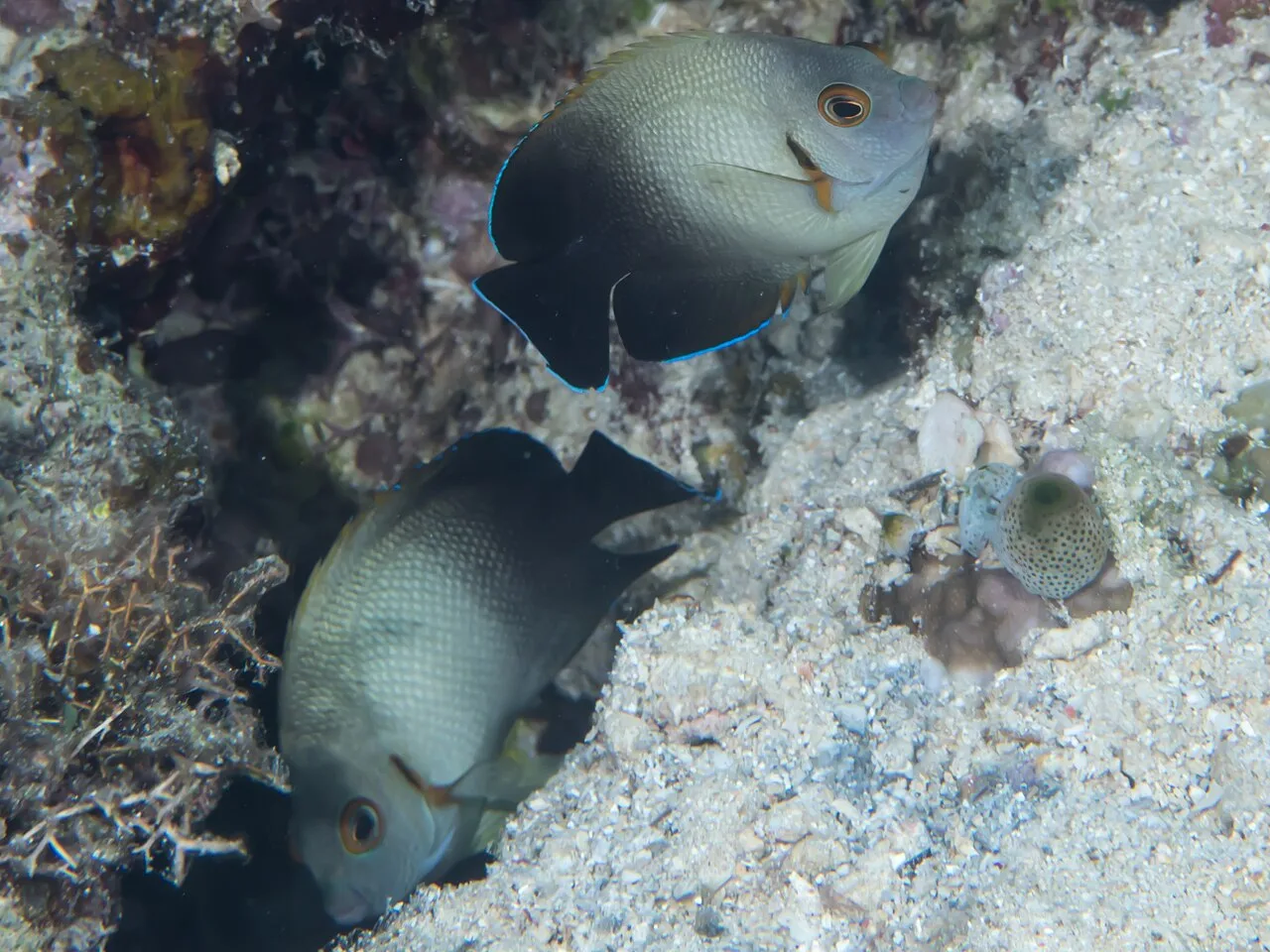 Pearlscale angelfish (Centropyge vrolikii)