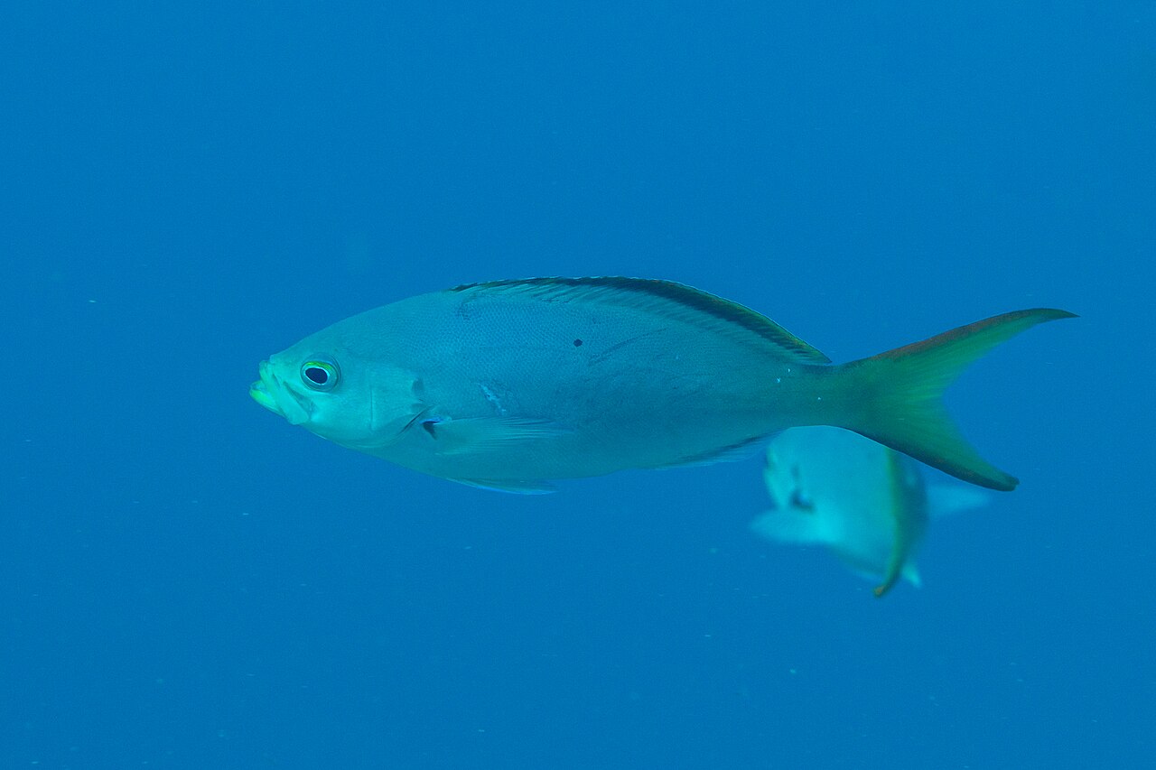 Pacific creole-fish (Cephalopholis colonus)