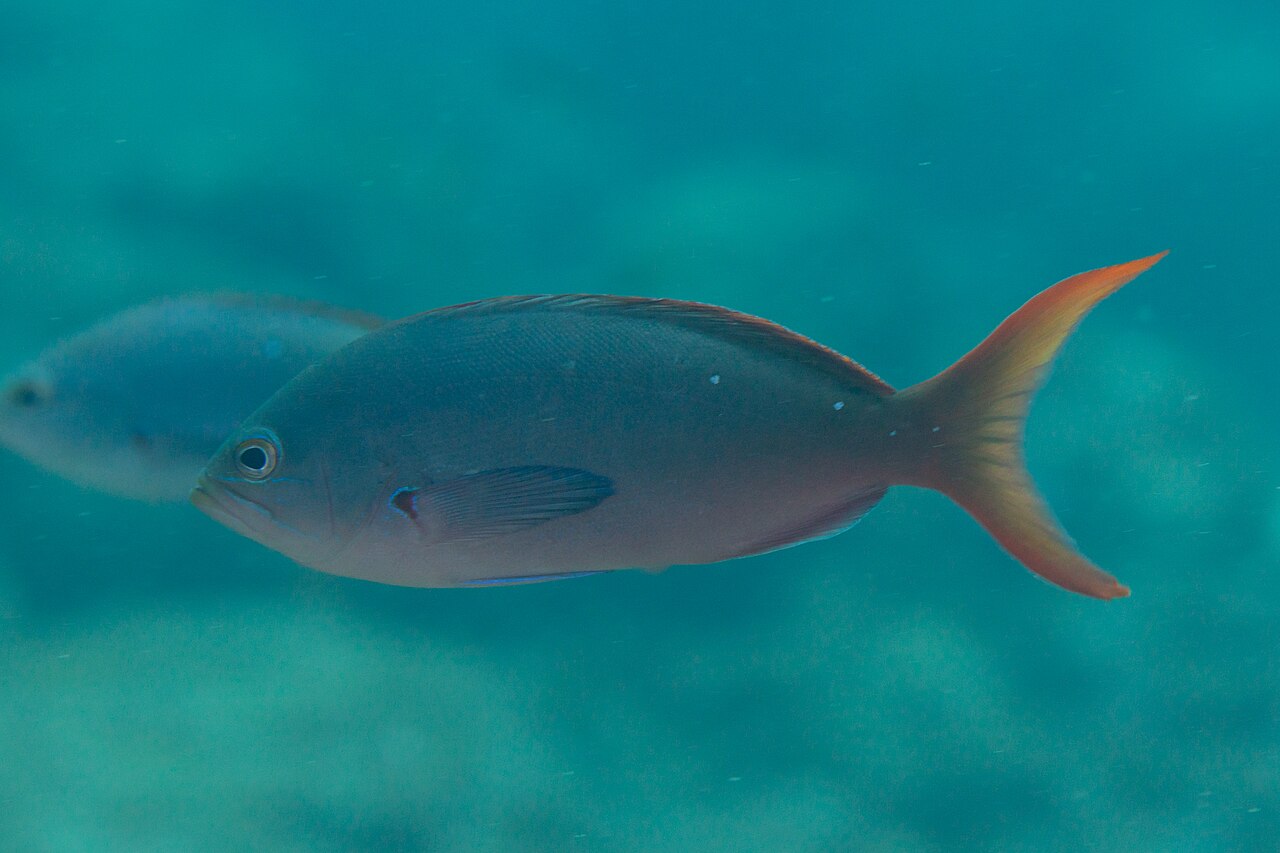 Pacific creole-fish (Cephalopholis colonus)