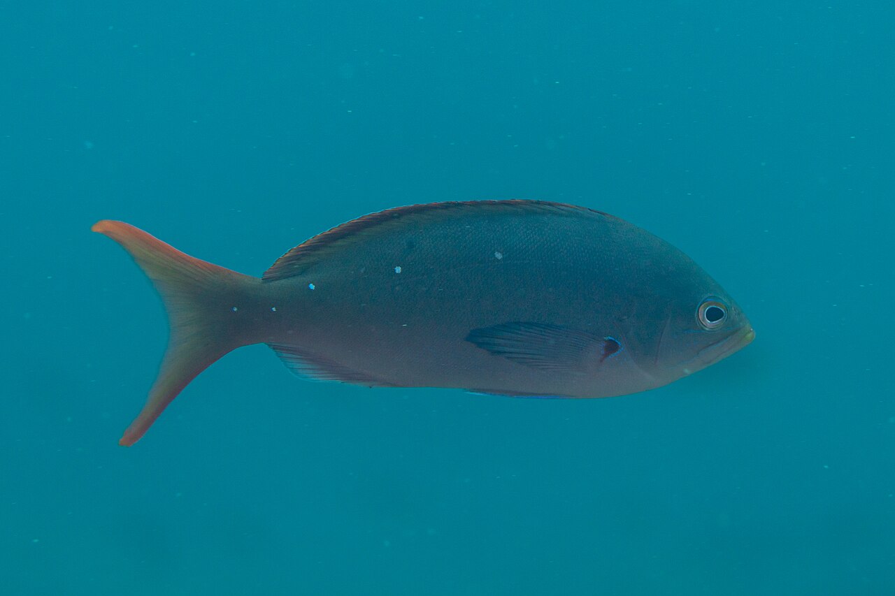Pacific creole-fish (Cephalopholis colonus)