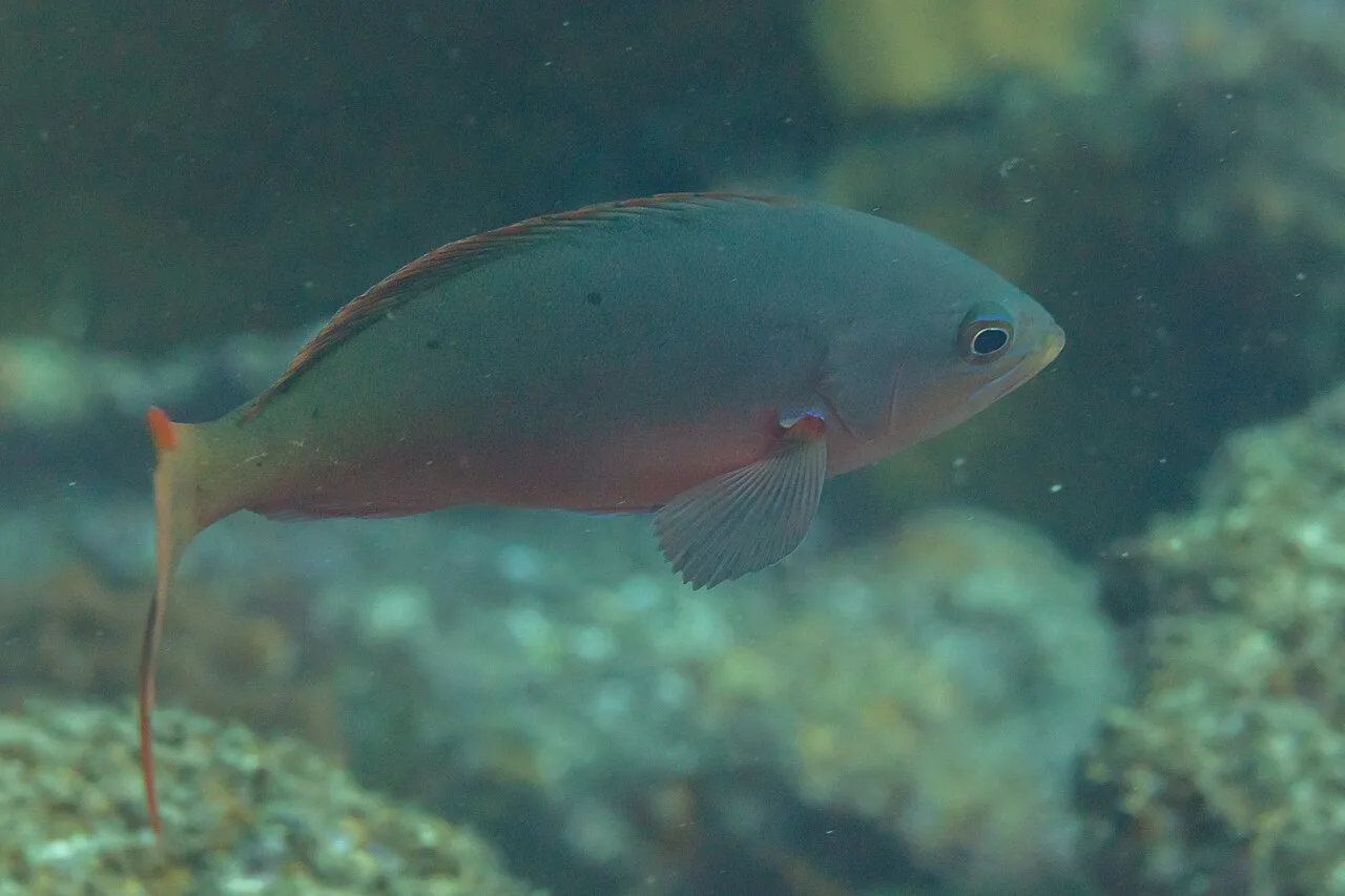 Pacific creole-fish (Cephalopholis colonus)