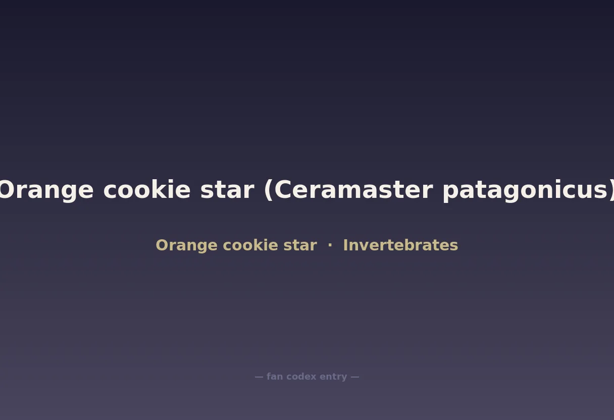 Orange cookie star (Ceramaster patagonicus)