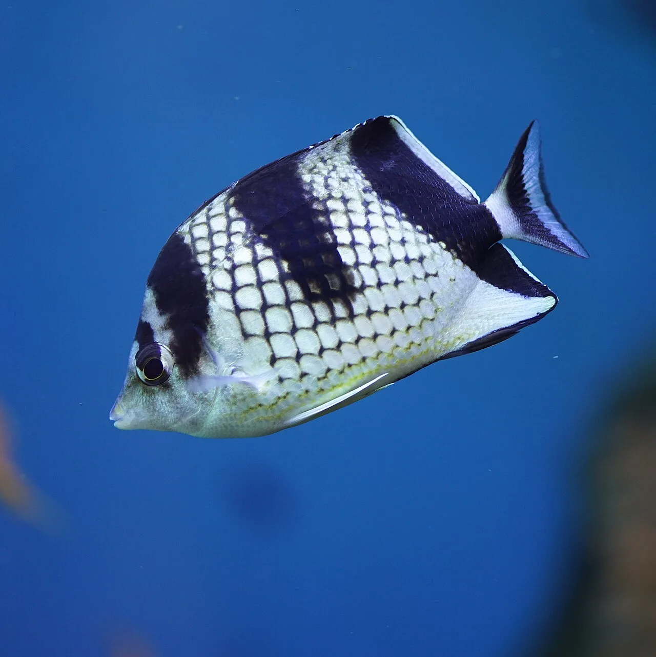 Asian butterflyfish (Chaetodon argentatus)