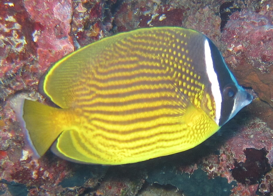 Oriental butterflyfish (Chaetodon auripes)