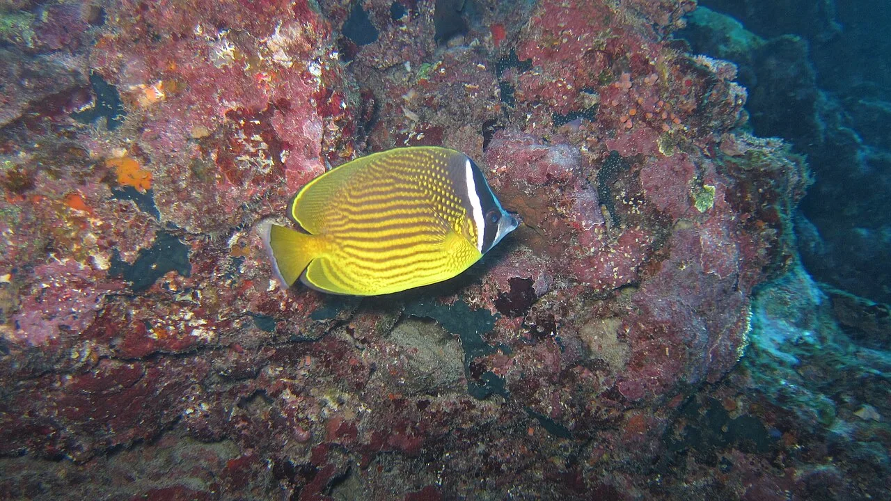 Oriental butterflyfish (Chaetodon auripes)