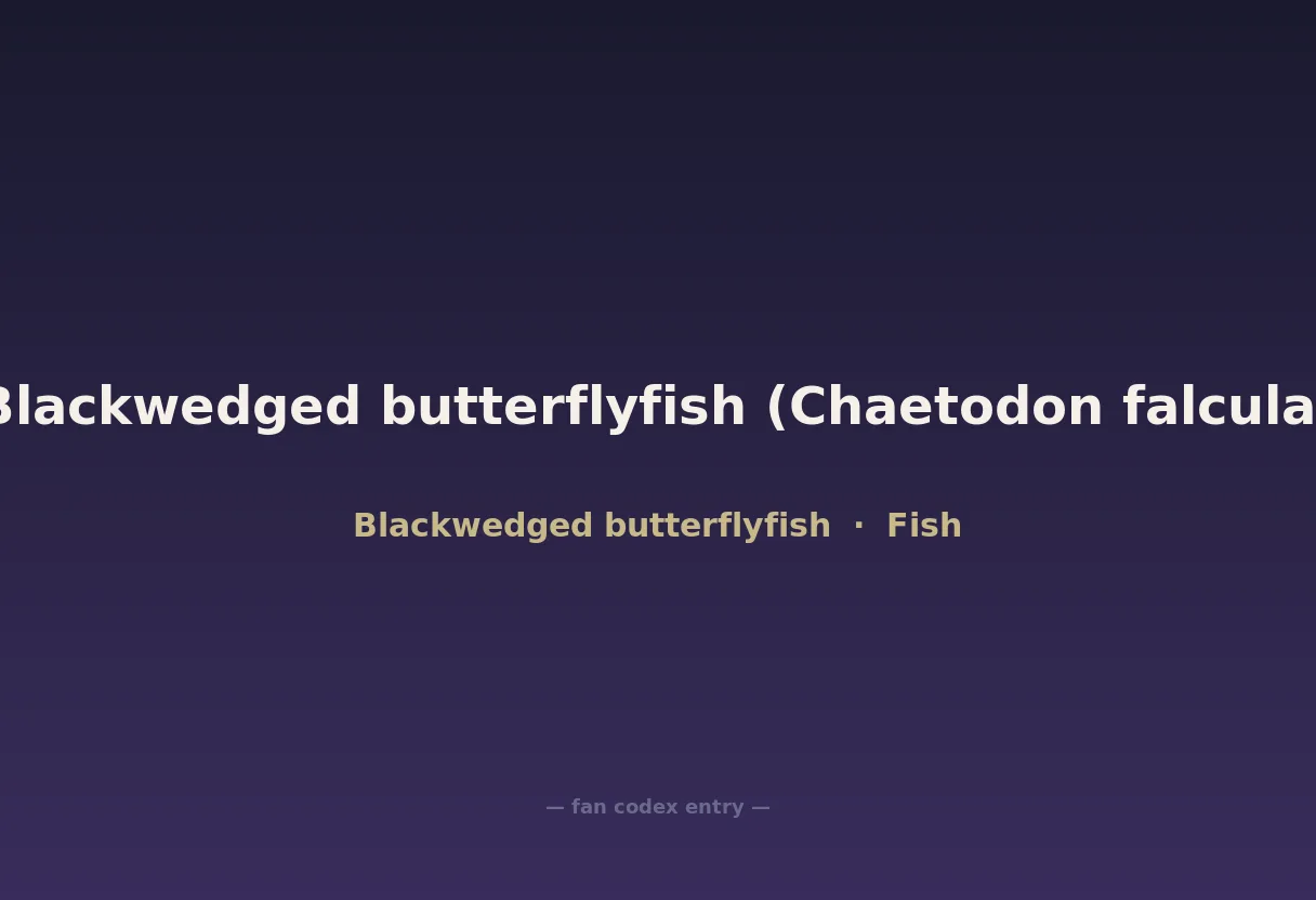 Blackwedged butterflyfish (Chaetodon falcula)