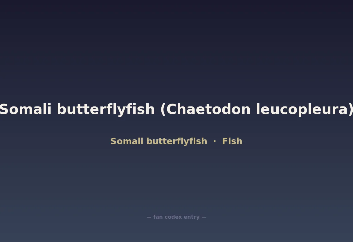 Somali butterflyfish (Chaetodon leucopleura)
