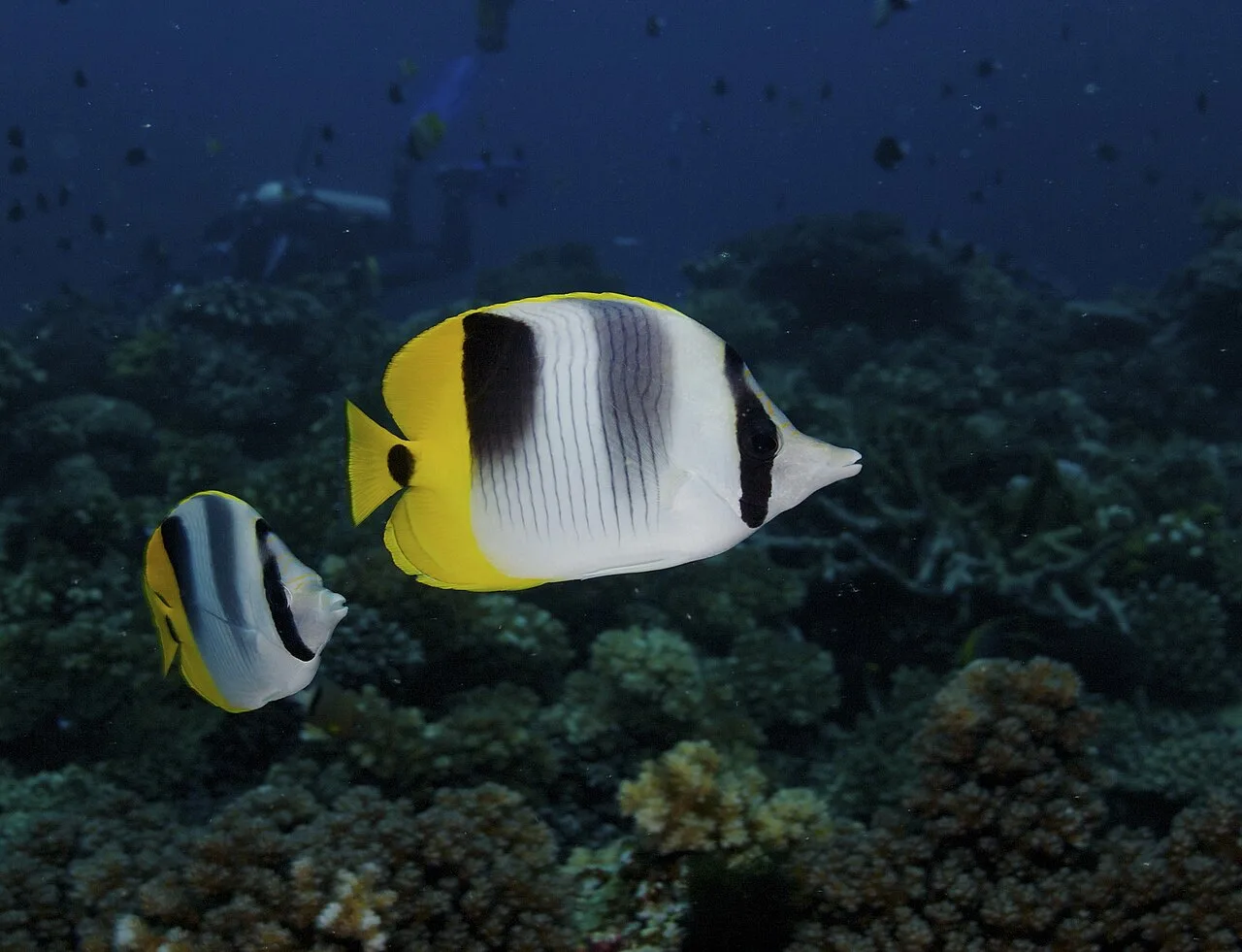 Pacific double-saddle butterflyfish (Chaetodon ulietensis)