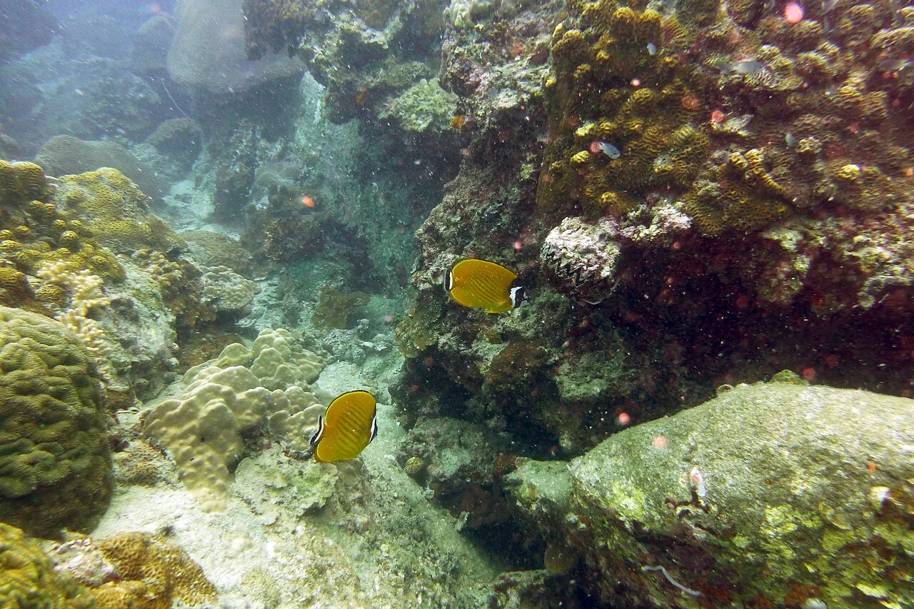 Hongkong butterflyfish (Chaetodon wiebeli)