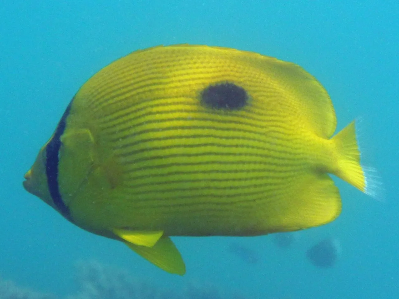 Zanzibar butterflyfish (Chaetodon zanzibarensis)