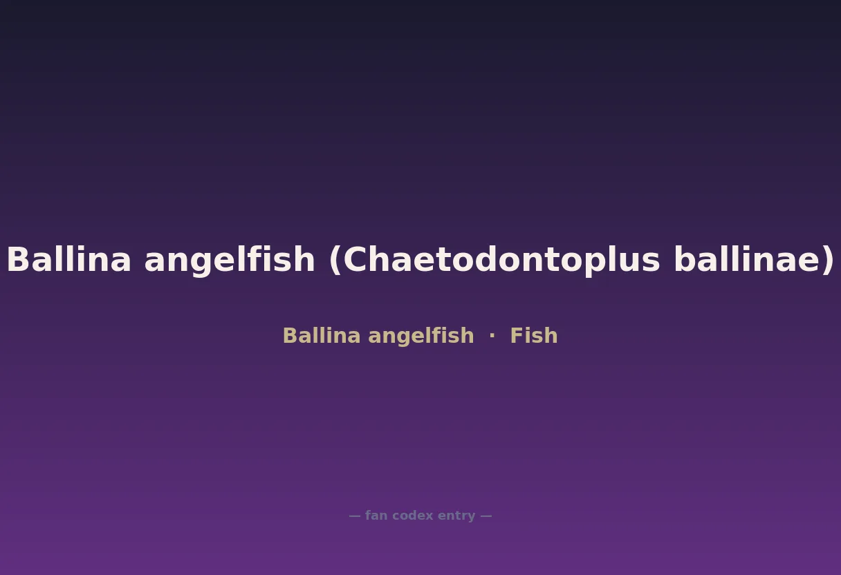 Ballina angelfish (Chaetodontoplus ballinae)