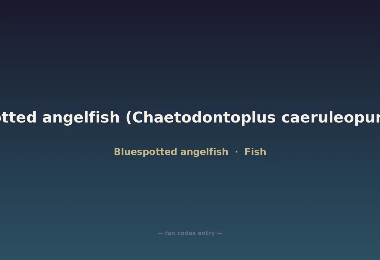 Bluespotted angelfish (Chaetodontoplus caeruleopunctatus)