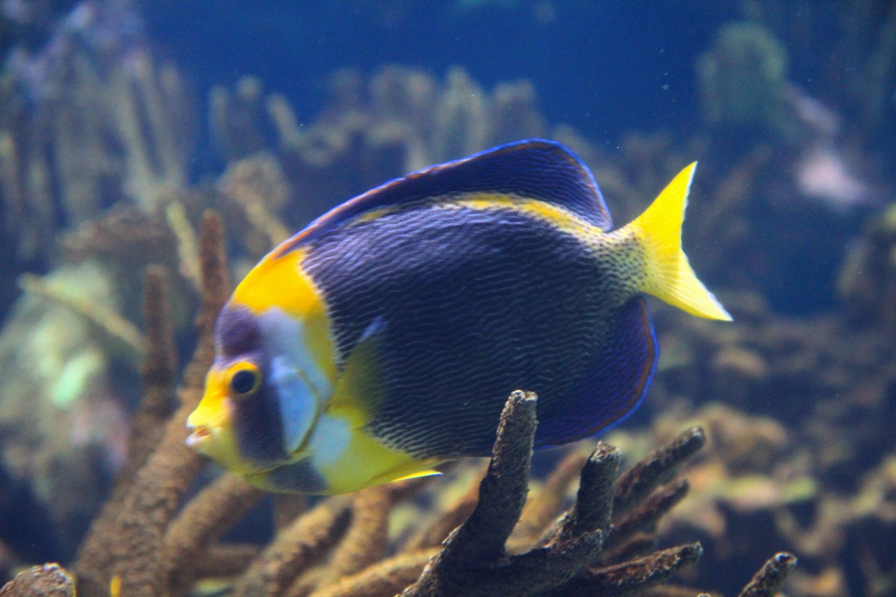 Scribbled angelfish (Chaetodontoplus duboulayi)