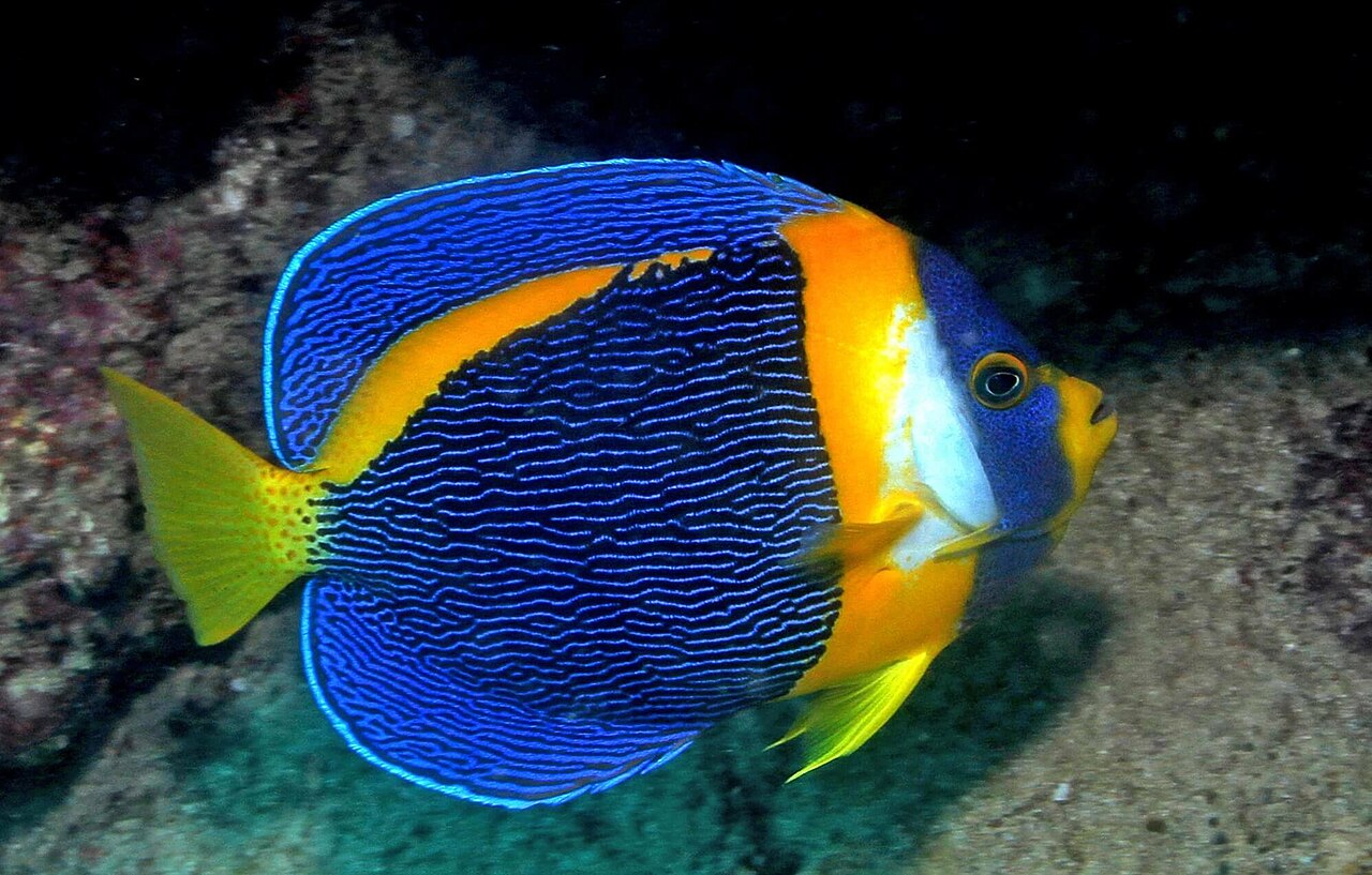 Scribbled angelfish (Chaetodontoplus duboulayi)