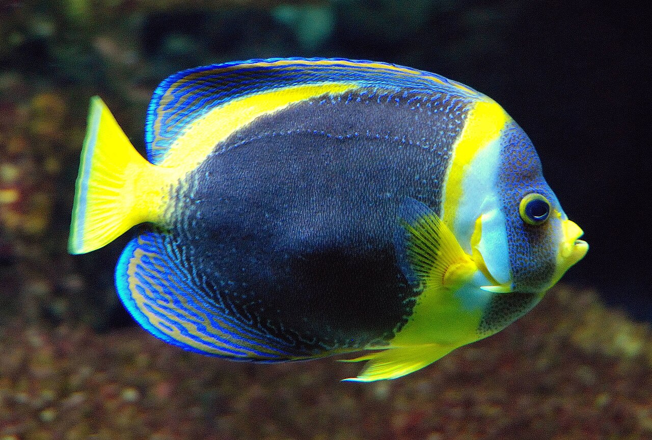 Scribbled angelfish (Chaetodontoplus duboulayi)