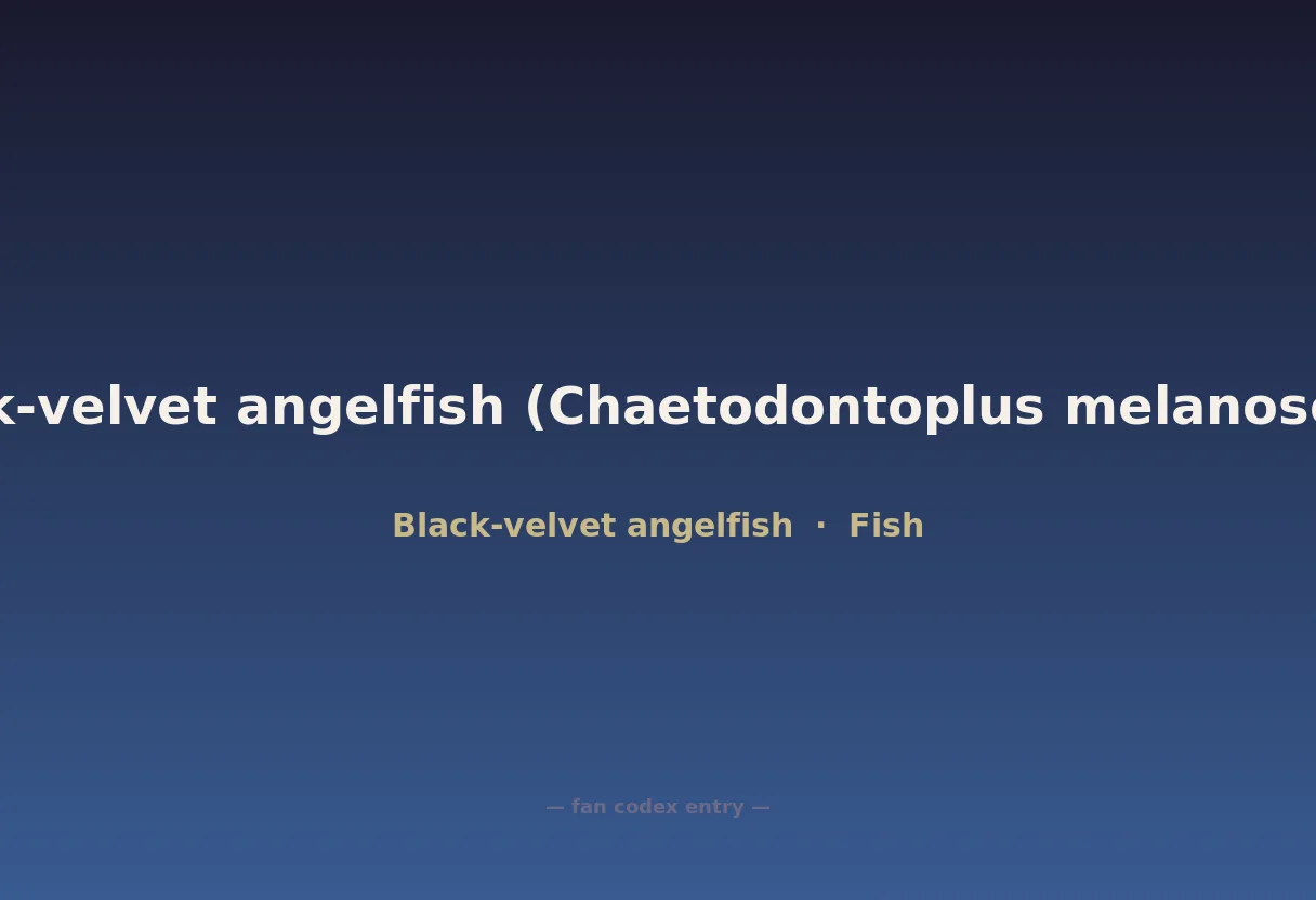 Black-velvet angelfish (Chaetodontoplus melanosoma)