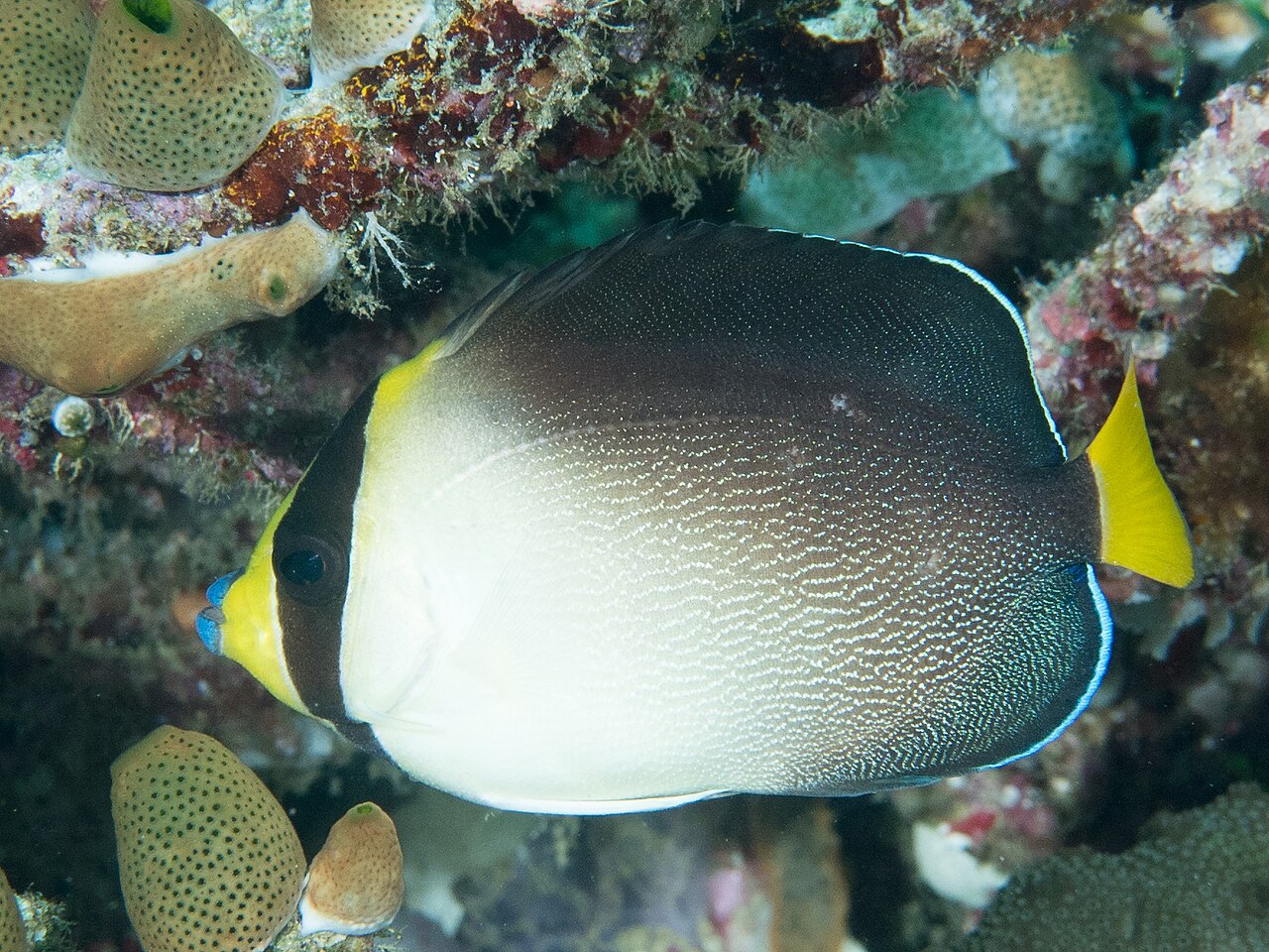 Vermiculate angelfish (Chaetodontoplus mesoleucus)