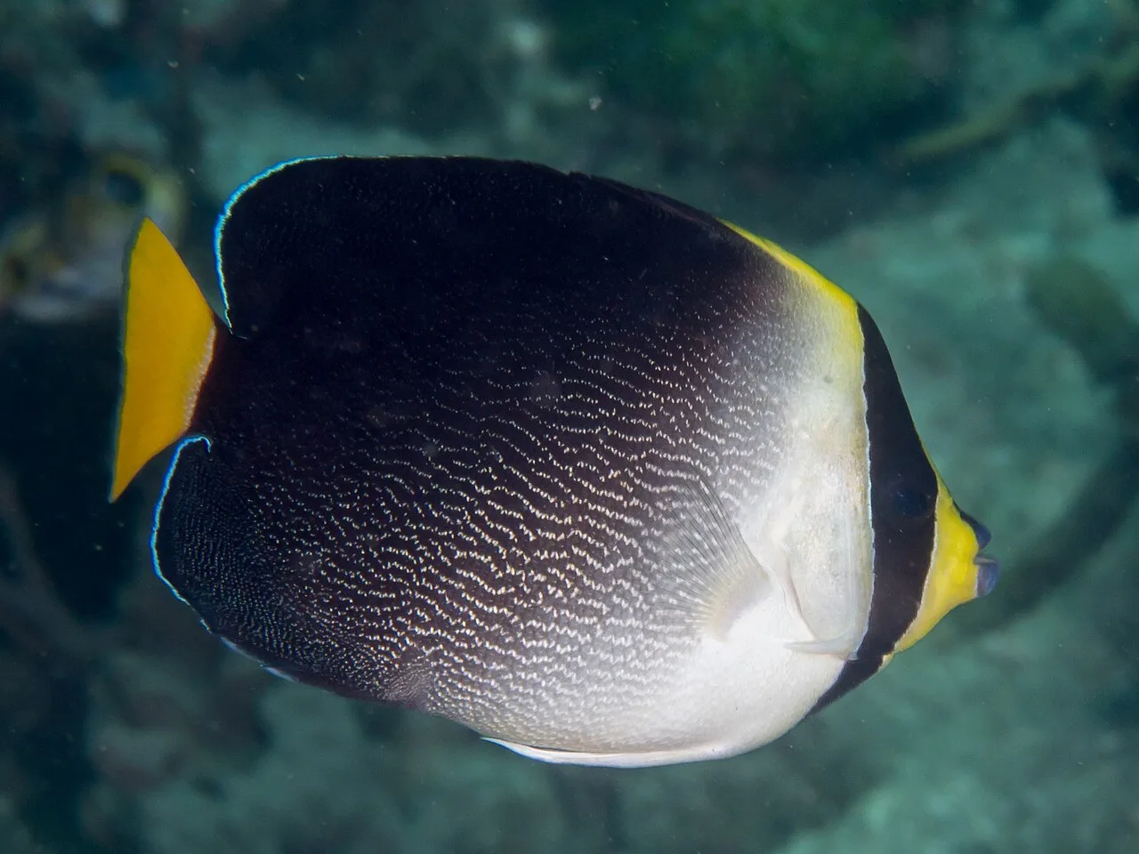 Vermiculate angelfish (Chaetodontoplus mesoleucus)