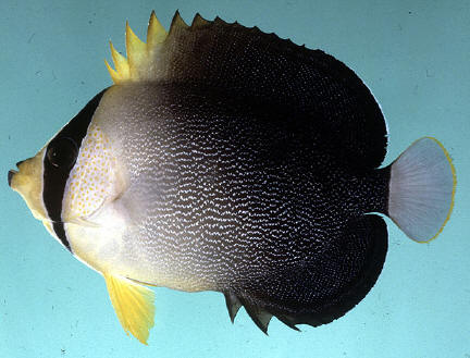 Greytail angelfish (Chaetodontoplus poliourus)