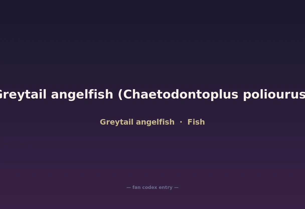 Greytail angelfish (Chaetodontoplus poliourus)