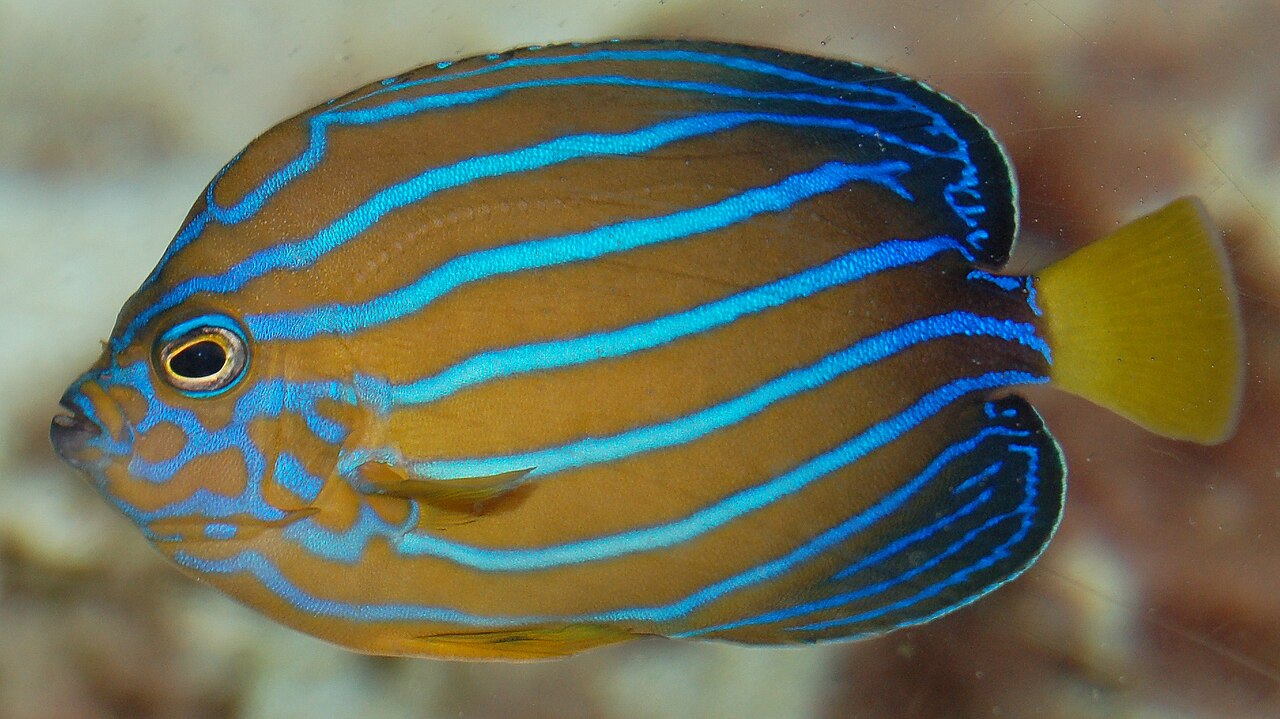 Bluestriped angelfish (Chaetodontoplus septentrionalis)