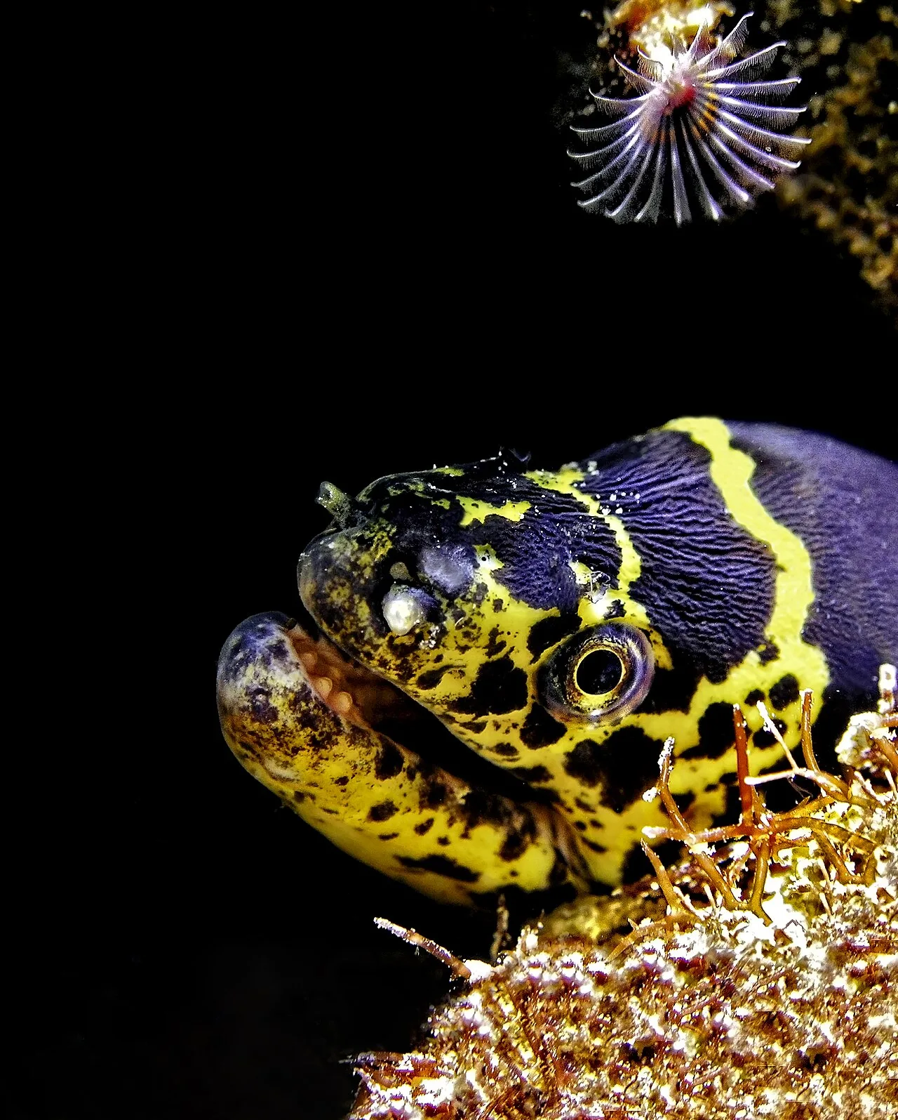 Chain moray (Echidna catenata)