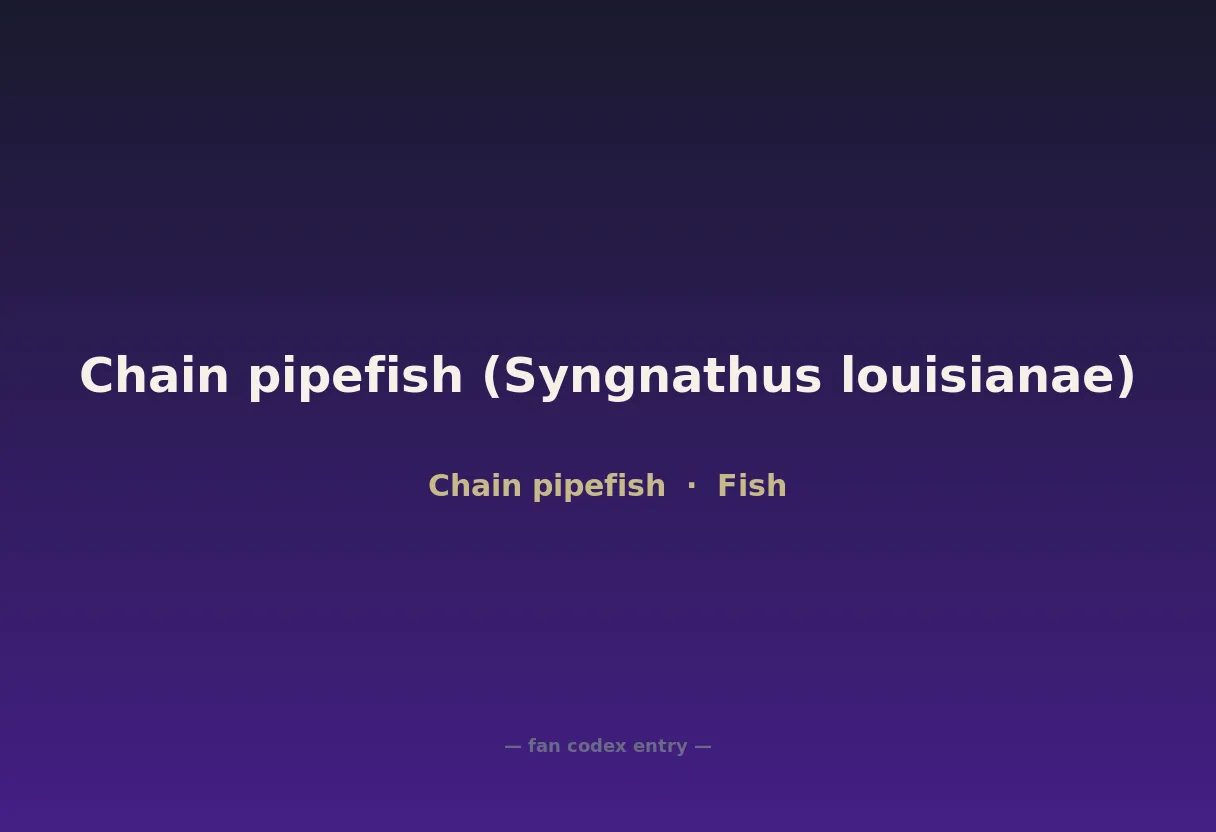 Chain pipefish (Syngnathus louisianae)