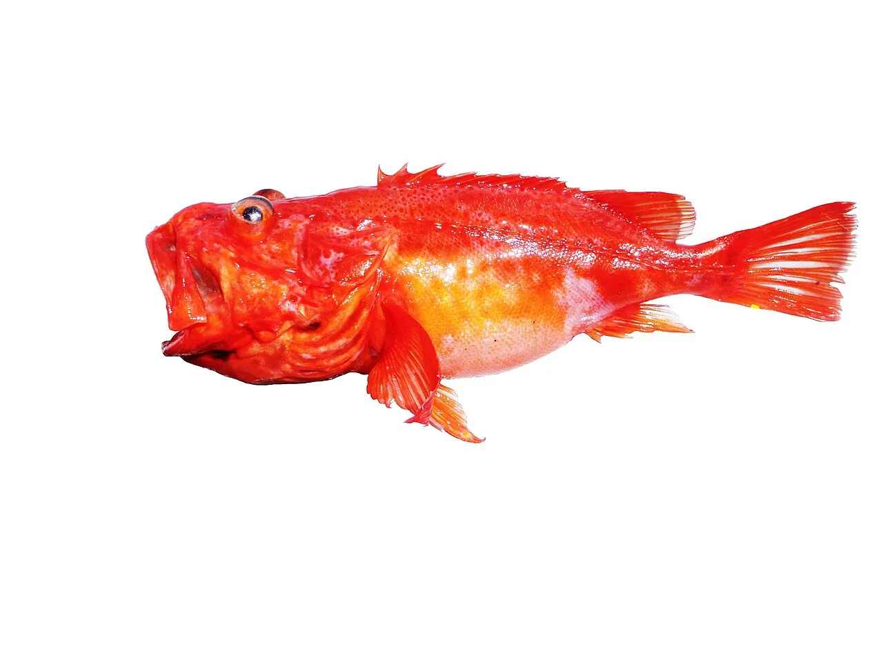 Channeled rockfish (Setarches guentheri)