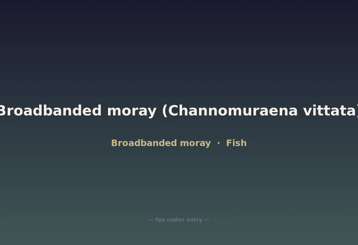 Broadbanded moray (Channomuraena vittata)