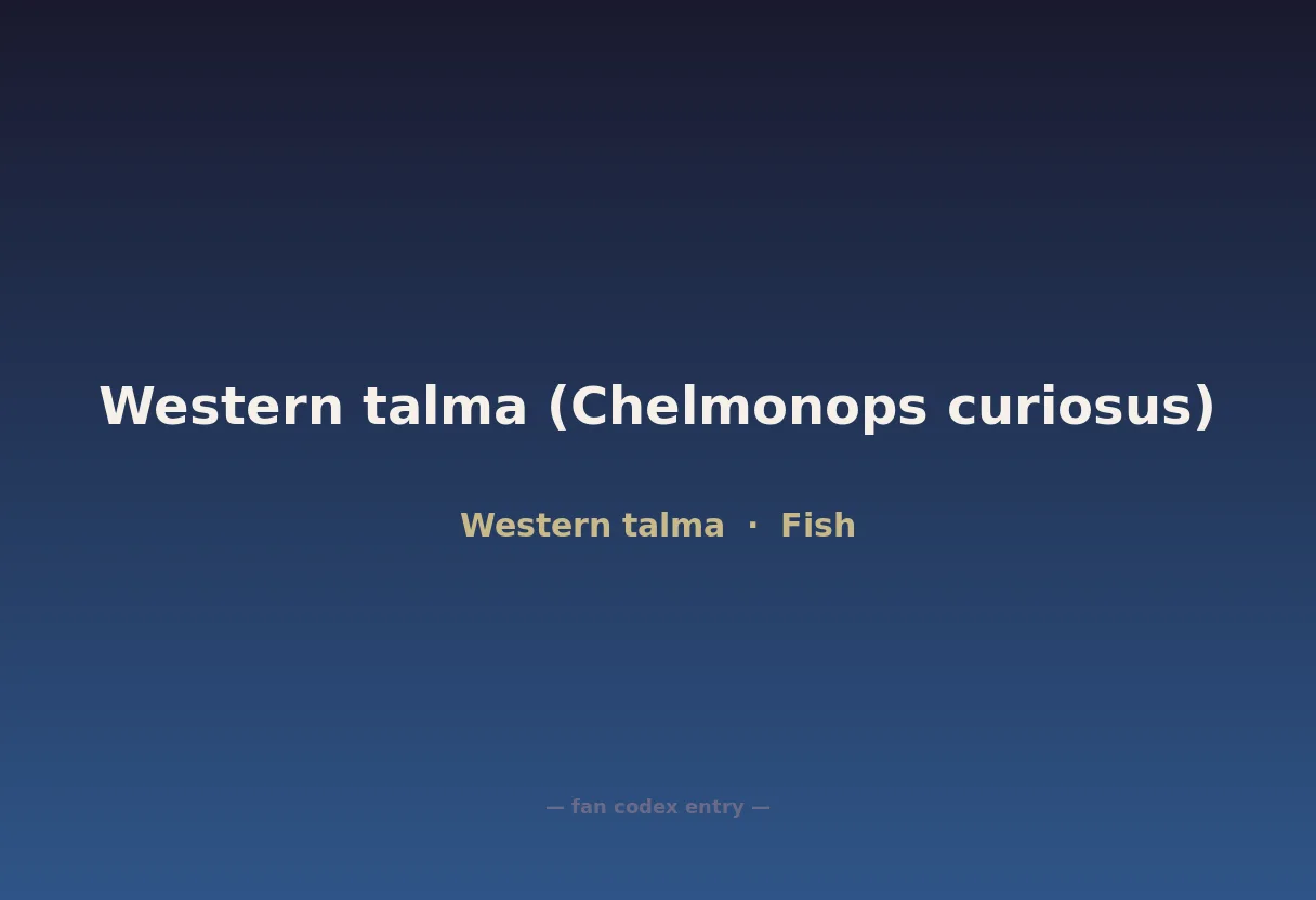 Western talma (Chelmonops curiosus)