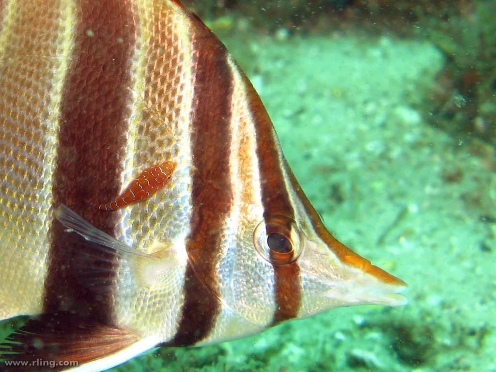 Eastern talma (Chelmonops truncatus)