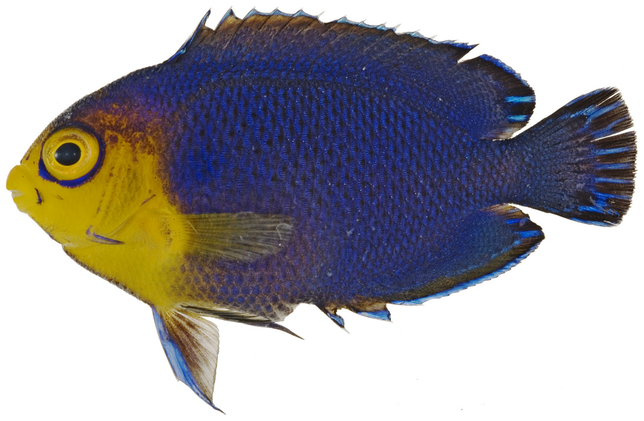 Cherubfish (Centropyge argi)